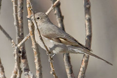 Townsend's Solitaire
